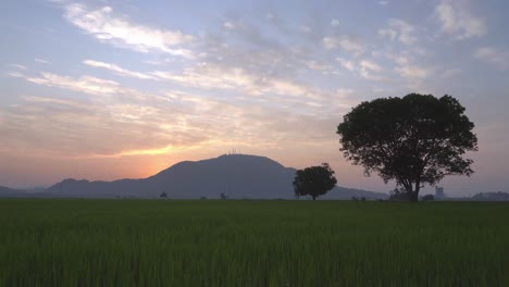 Tilt-shot-paddy-field-with-background-tree